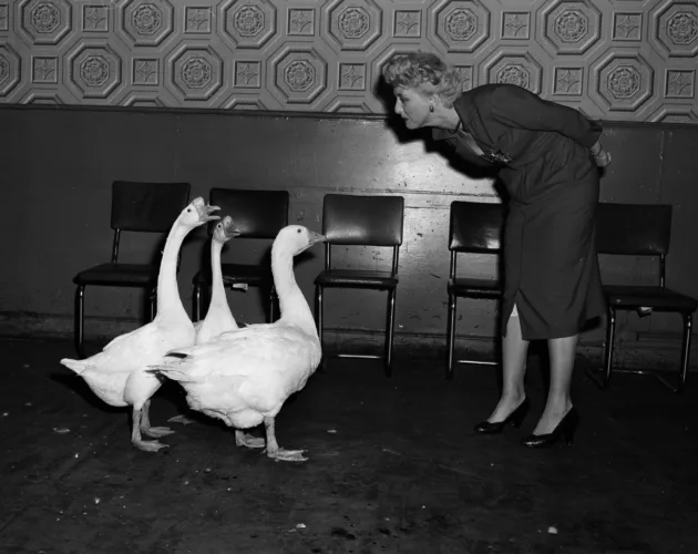 Photo of the Day: Holm with auditioning geese